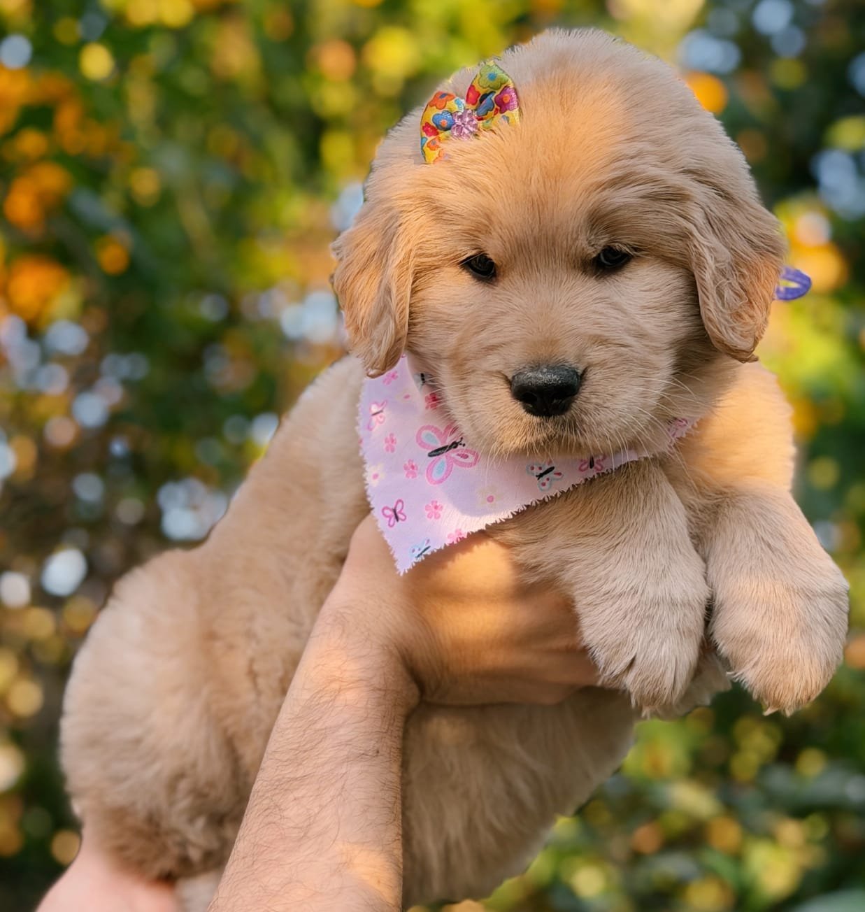 Filhote fêmea de Golden Retriever