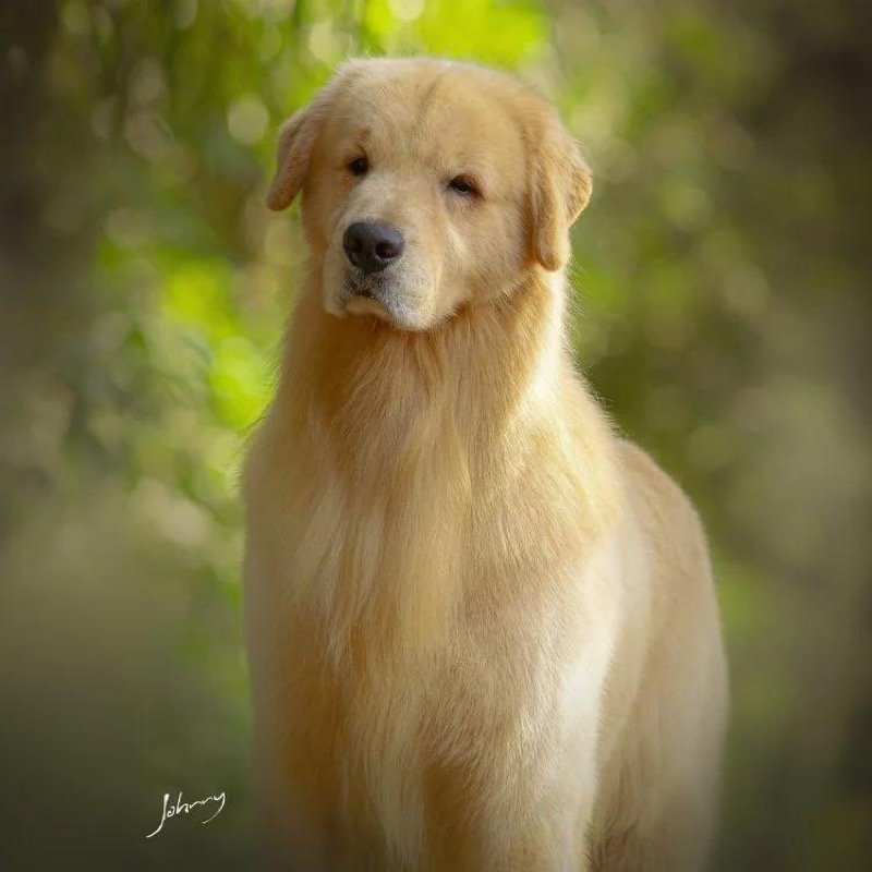 Exemplar adulto da linhagem Effect Golden