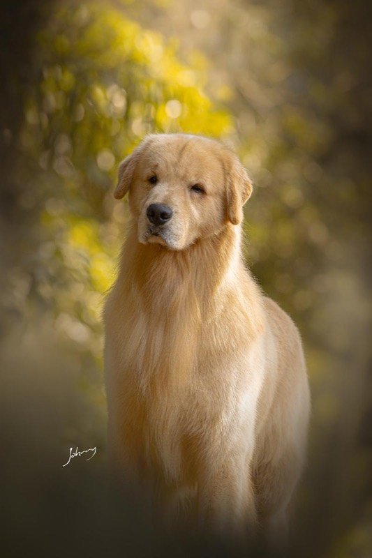 MAMBO - Golden Retriever de elite no Canil Effect Golden