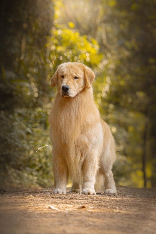 MCLOVIN - Golden Retriever de elite no Canil Effect Golden