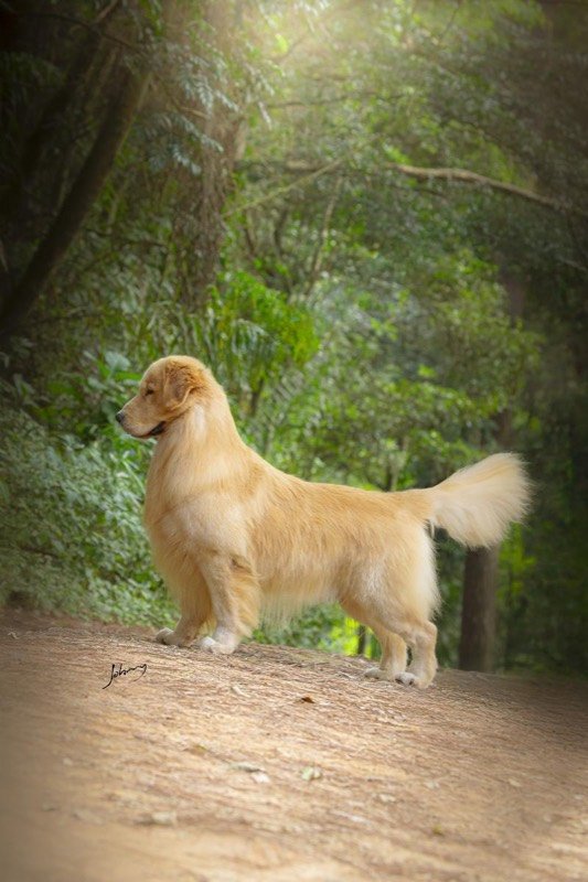 MCLOVIN - Golden Retriever de elite no Canil Effect Golden