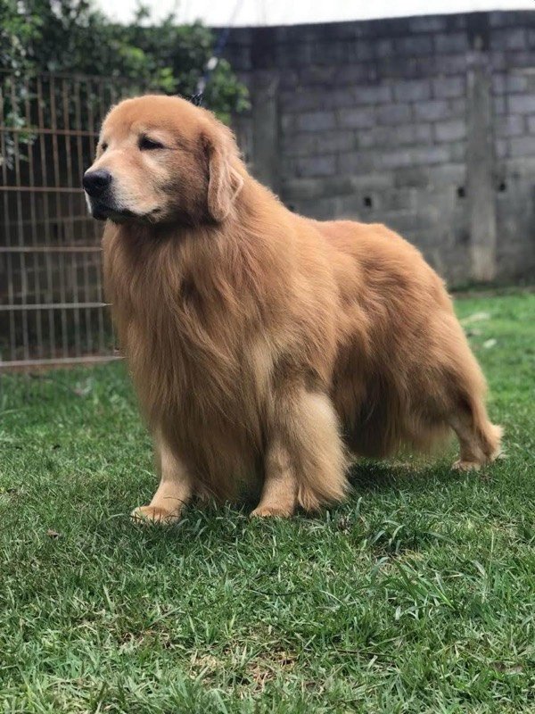 NATHAN - Golden Retriever de elite no Canil Effect Golden