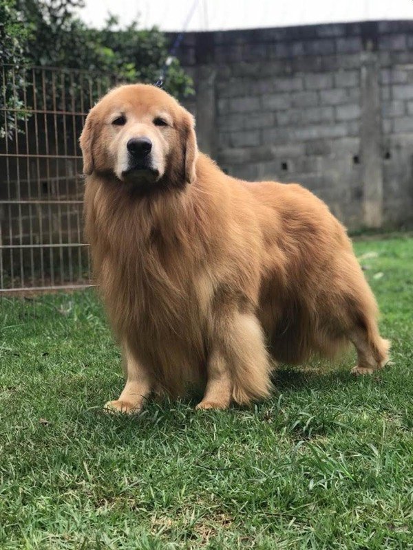 NATHAN - Golden Retriever de elite no Canil Effect Golden