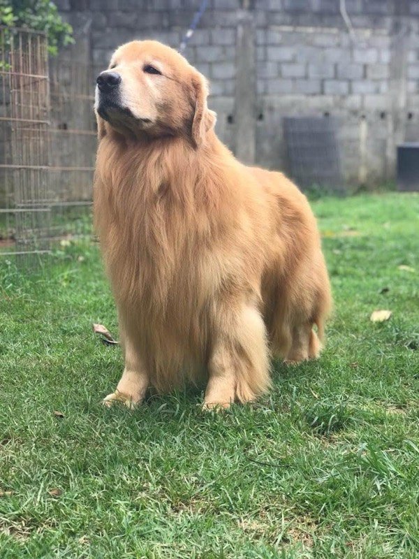 NATHAN - Golden Retriever de elite no Canil Effect Golden