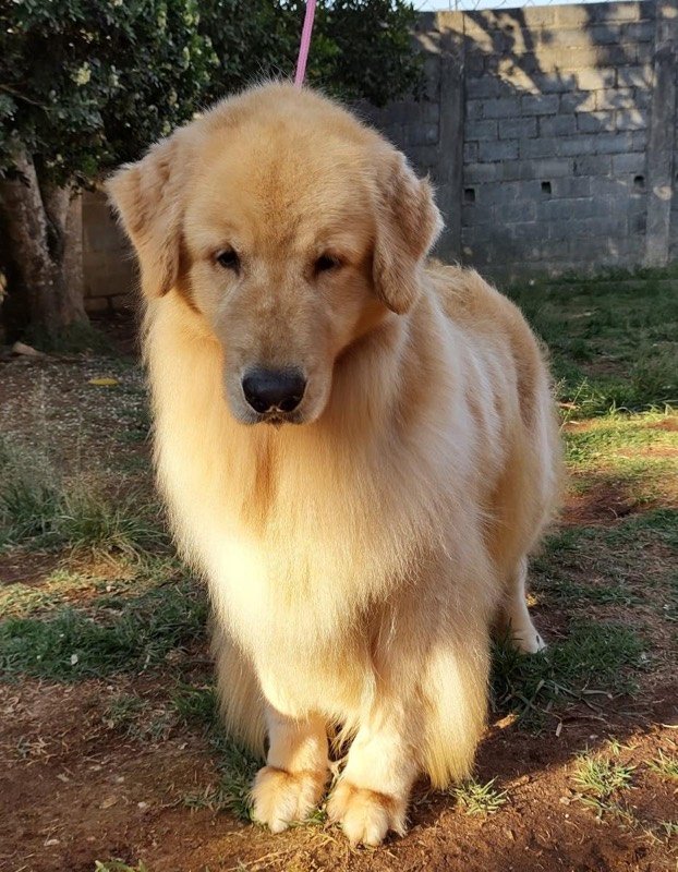 DEMI - Golden Retriever de elite no Canil Effect Golden