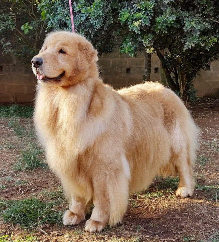 DEMI - Golden Retriever de elite no Canil Effect Golden