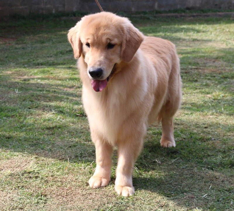 FELÍCIA - Golden Retriever de elite no Canil Effect Golden