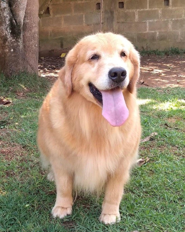 LOLLA - Golden Retriever de elite no Canil Effect Golden