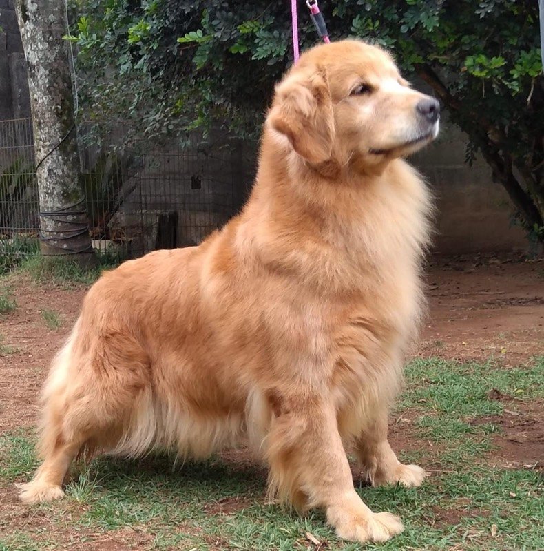 MAROCK - Golden Retriever de elite no Canil Effect Golden