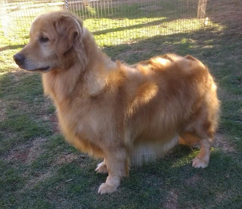 MEG - Golden Retriever de elite no Canil Effect Golden