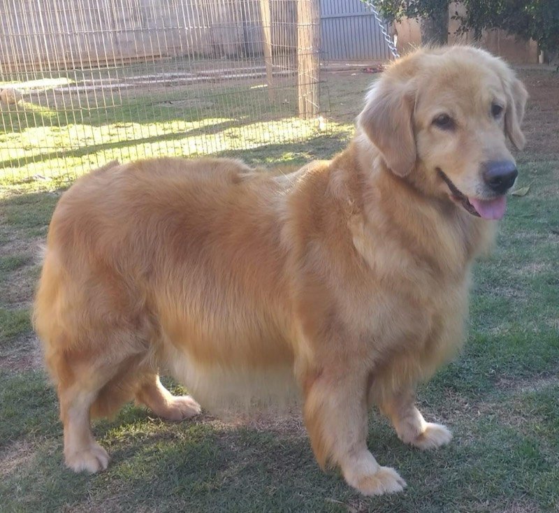 MEG - Golden Retriever de elite no Canil Effect Golden
