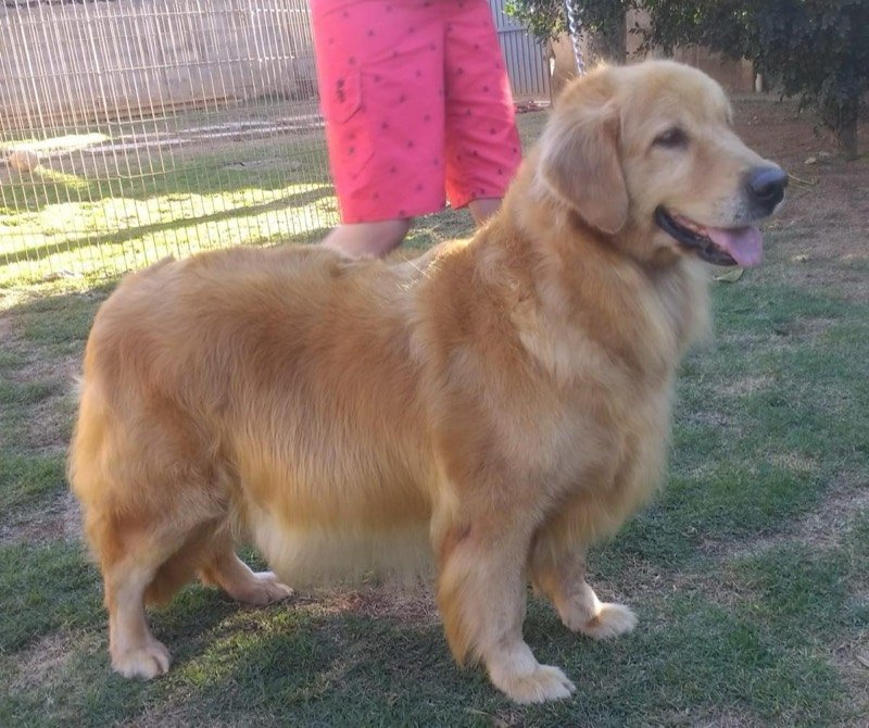 MEG - Golden Retriever de elite no Canil Effect Golden