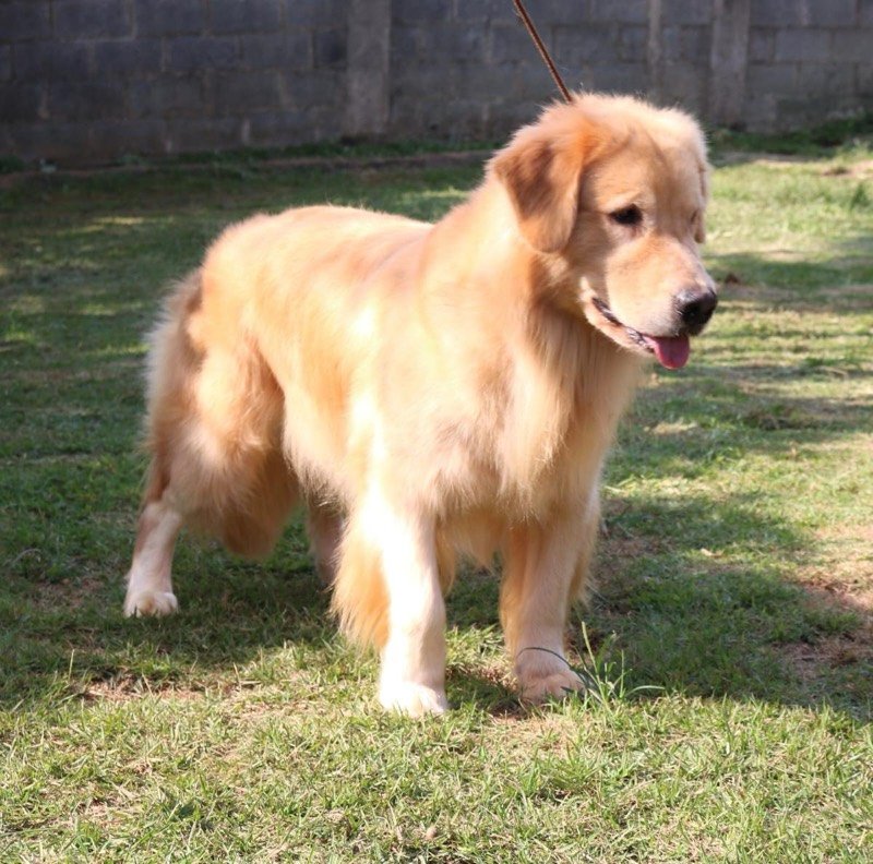 MEL - Golden Retriever de elite no Canil Effect Golden