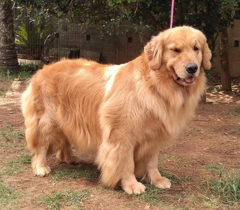 NALLA - Golden Retriever de elite no Canil Effect Golden
