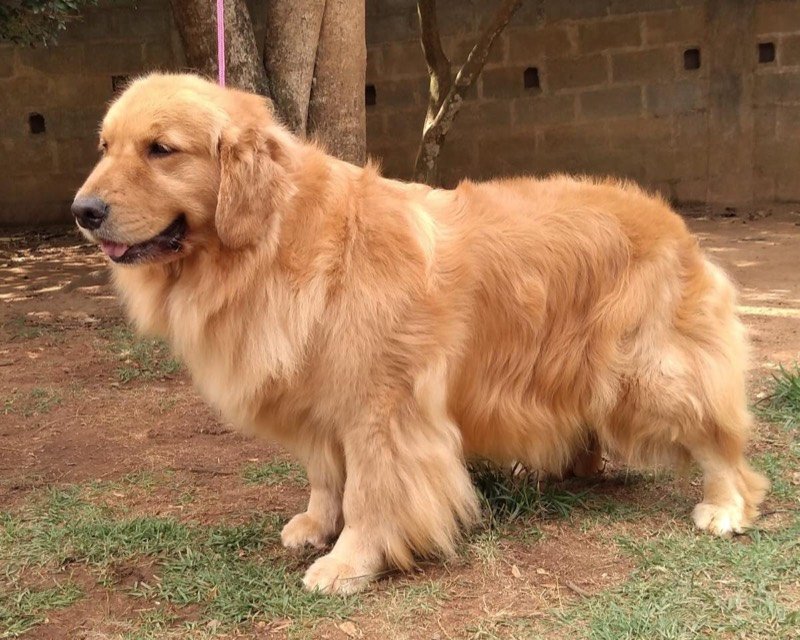 NALLA - Golden Retriever de elite no Canil Effect Golden