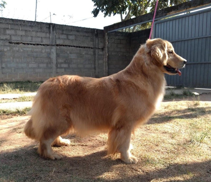 SONORA - Golden Retriever de elite no Canil Effect Golden