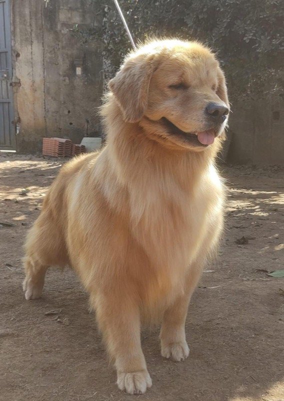 STARS - Golden Retriever de elite no Canil Effect Golden