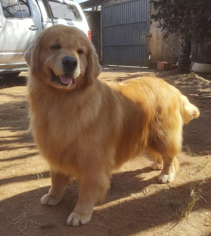 STARS - Golden Retriever de elite no Canil Effect Golden