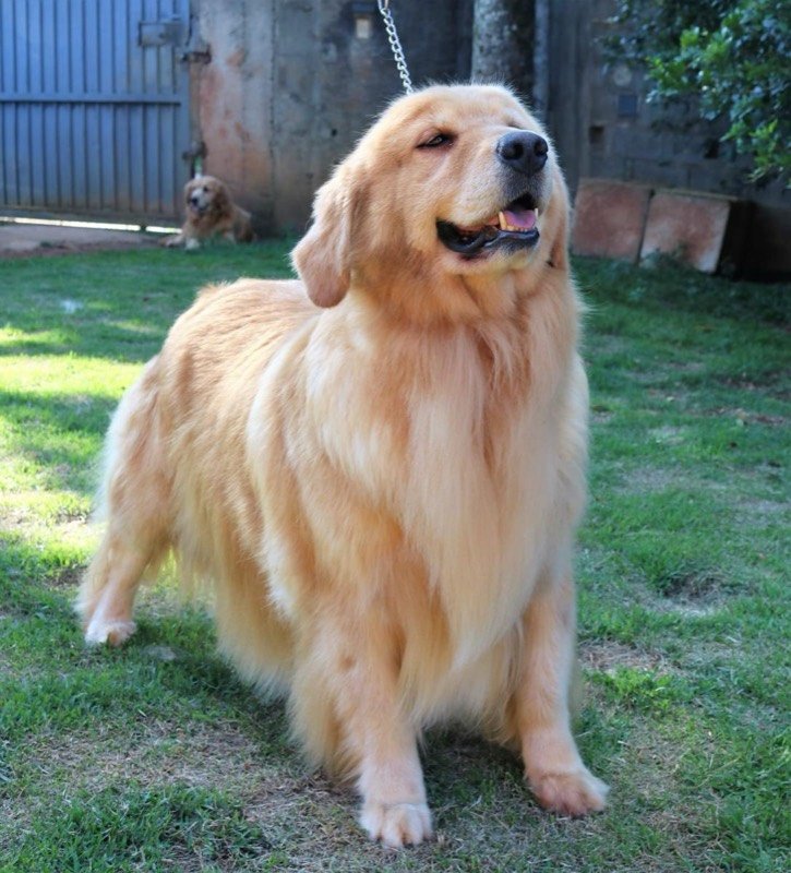 TULLY - Golden Retriever de elite no Canil Effect Golden