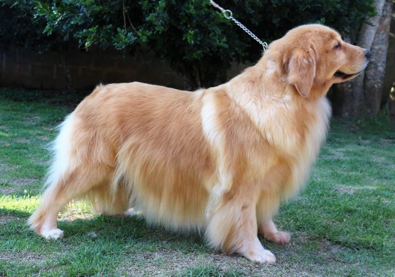 TULLY - Golden Retriever de elite no Canil Effect Golden