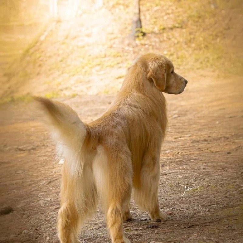 Matrizes e Padreadores do Canil Effect Golden - Golden Retriever em Cotia SP